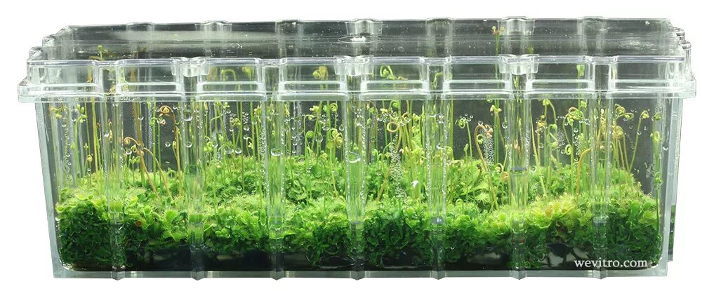 Plant culture. Микроклональное размножение in vitro. Клональное микроразмножение растений. Лаборатория микроклонального размножения растений. Размножение винограда ин Витро.