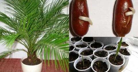 Как растет финик из косточки