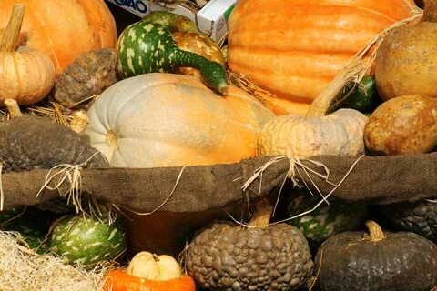 Squash vegetable