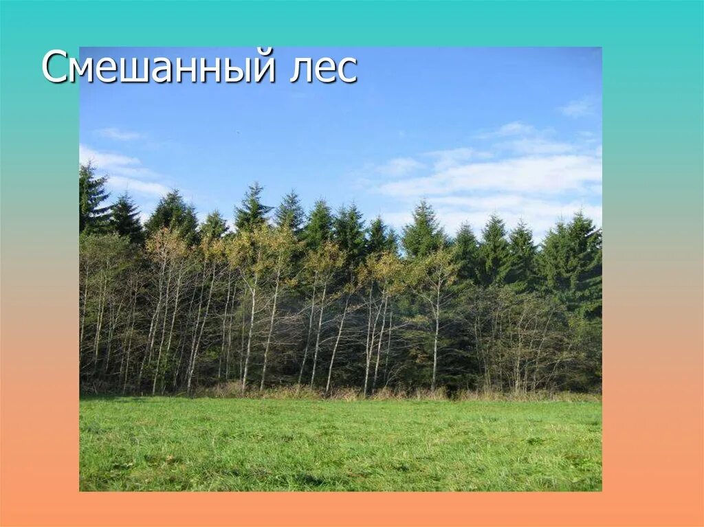 Лесная зона. Природа свердловской области. Сообщества смешанного леса. Сообщества смешанного леса. Природные сообщества ивановской области.