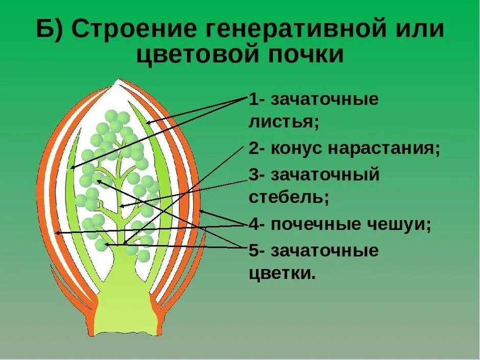 Внутри одних почек на зачаточном стебле