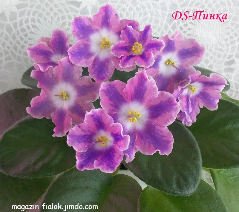 Prima Pink. Фото И.Заикина. Вот совсем она не в моем вкусе. Нет набивных крупных