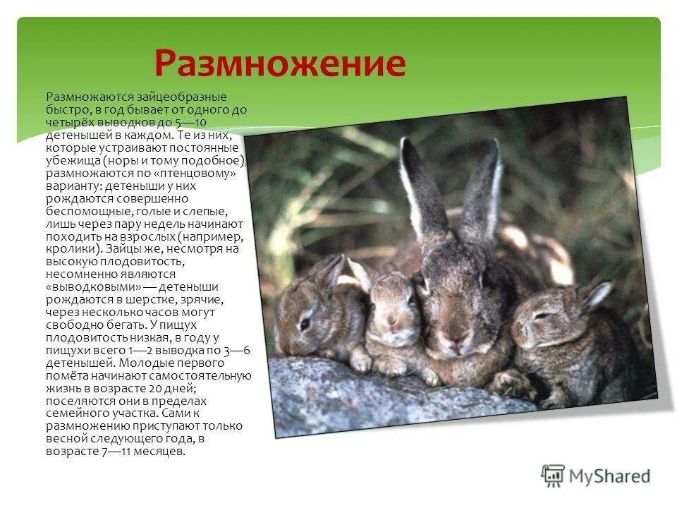 К какому отряду относится заяц