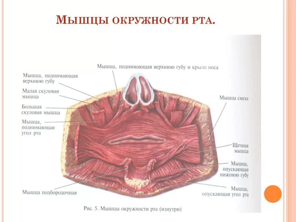 Мышцы дна ротовой полости. Строение дна полости рта анатомия. Ротовая полость анатомия человека мышцы. Круговая мышца губ анатомия. Верхний край губы