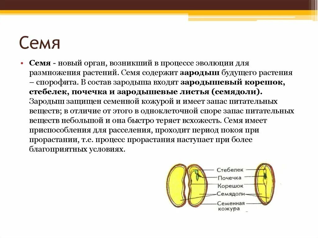 Какую роль выполняют семена