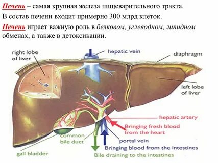 Биохимическая функция печени