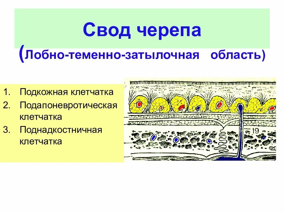 Послойное строение свода черепа. Послойная топография свода черепа. Послойное строение лобной области. Лобно-теменно-затылочная область. Слои свода