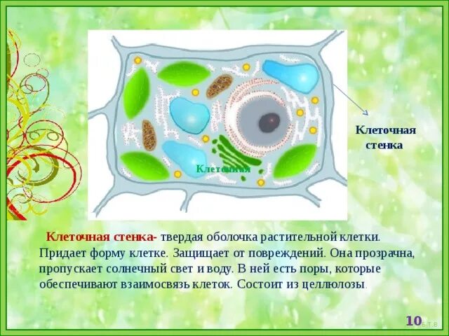 Стенка растительной клетки состоит из. Целлюлозная клеточная стенка растительной клетки. Клеточная оболочка Целлюлоза растительной клетки. Клетка биология строение клеточная стенка. Целлюлозная оболочка растительной клетки.