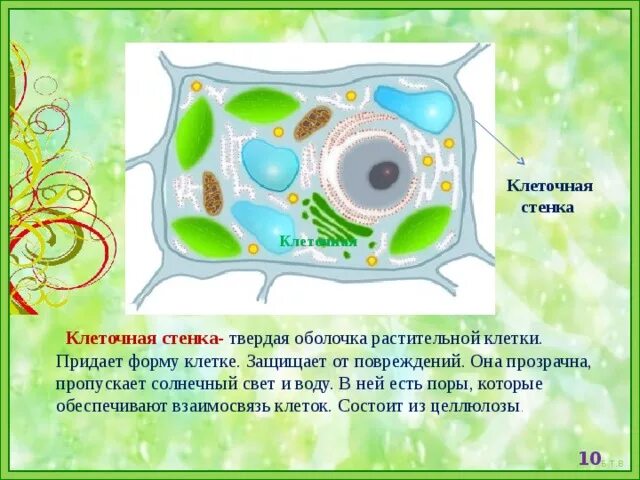 Целлюлозная клеточная стенка растительной клетки. Клеточная оболочка Целлюлоза растительной клетки. Клетка биология строение клеточная стенка. Целлюлозная оболочка растительной клетки. Стенка растительной клетки содержит