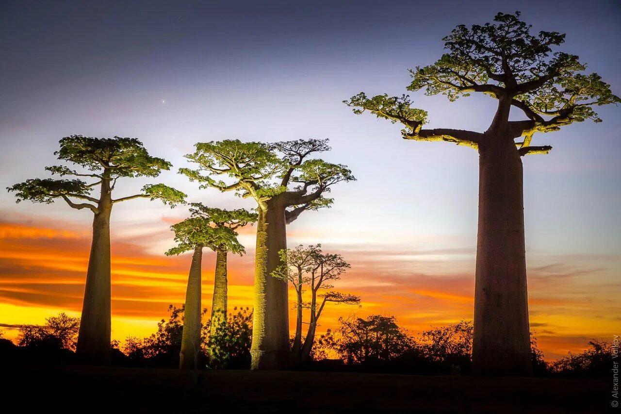 Для какой природной зоны характерно дерево баобаб. Аллея баобабов Мадагаскар. Аллея баобабов в Африке. Проспект баобабов Мадагаскар. Оман Долина баобабов.
