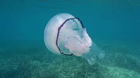 В средиземном море есть медузы