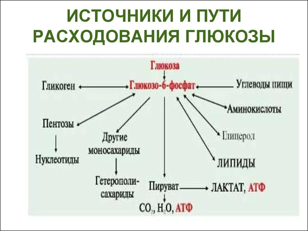 Реакция организма на глюкозу. Общая схема источников и путей расходования Глюкозы. Схема метаболизма углеводов. Пути поступления и расходования Глюкозы в крови. Пути использования Глюкозы в организме биохимия.