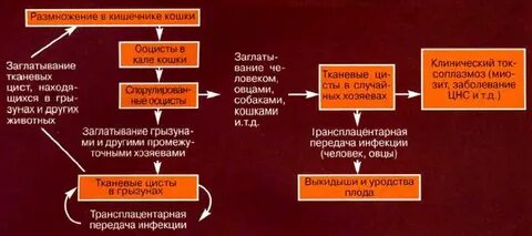 Ли токсоплазмоз