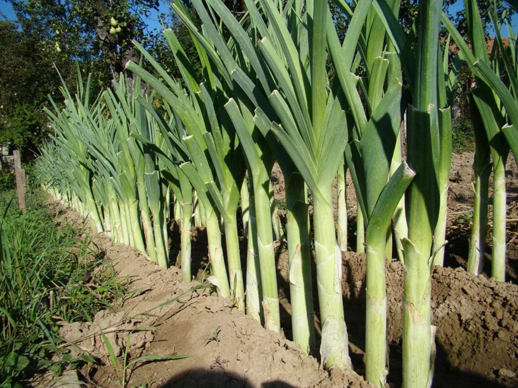 Лук порей посадка. Луковицы лука порея. Лук порей на грядке. Лук порей осенью. Лук порей куст.
