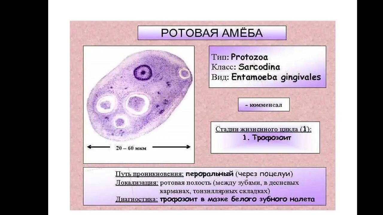 Жизненные формы Entamoeba gingivalis. Ротовая амеба Entamoeba gingivalis. Трофозоит ротовой амебы. Ротовая амеба (Entamoeba gingivalis) заболевание. Жизненные формы амебы