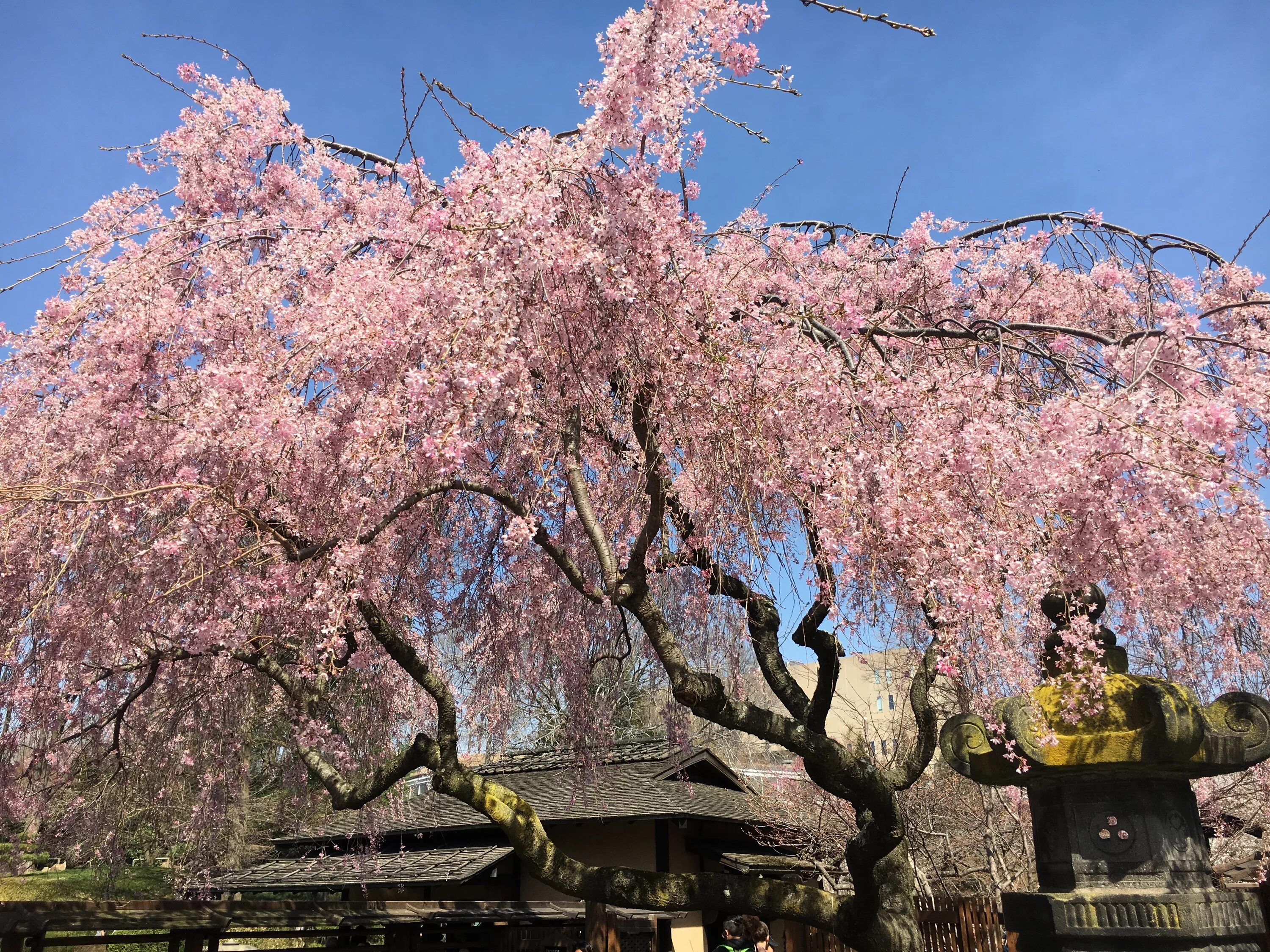 Виды сакуры. Япон Сакура дарахти. Японская Сапура дерево. Sakura дерево. Сакура 6к дерево.