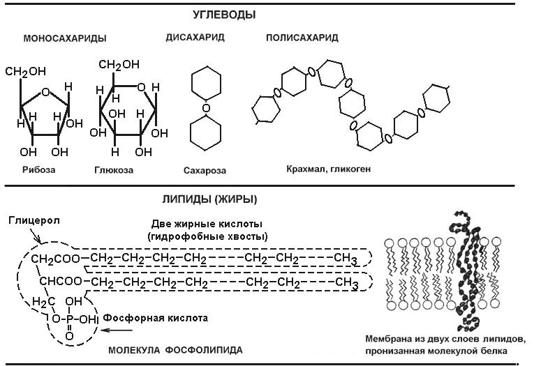 Глюкоза молекула полисахарида. Схема строения молекул углеводов. Строение молекулы углевода в биологии. Структура молекулы углевода. Белки жиры углеводы молекулы.