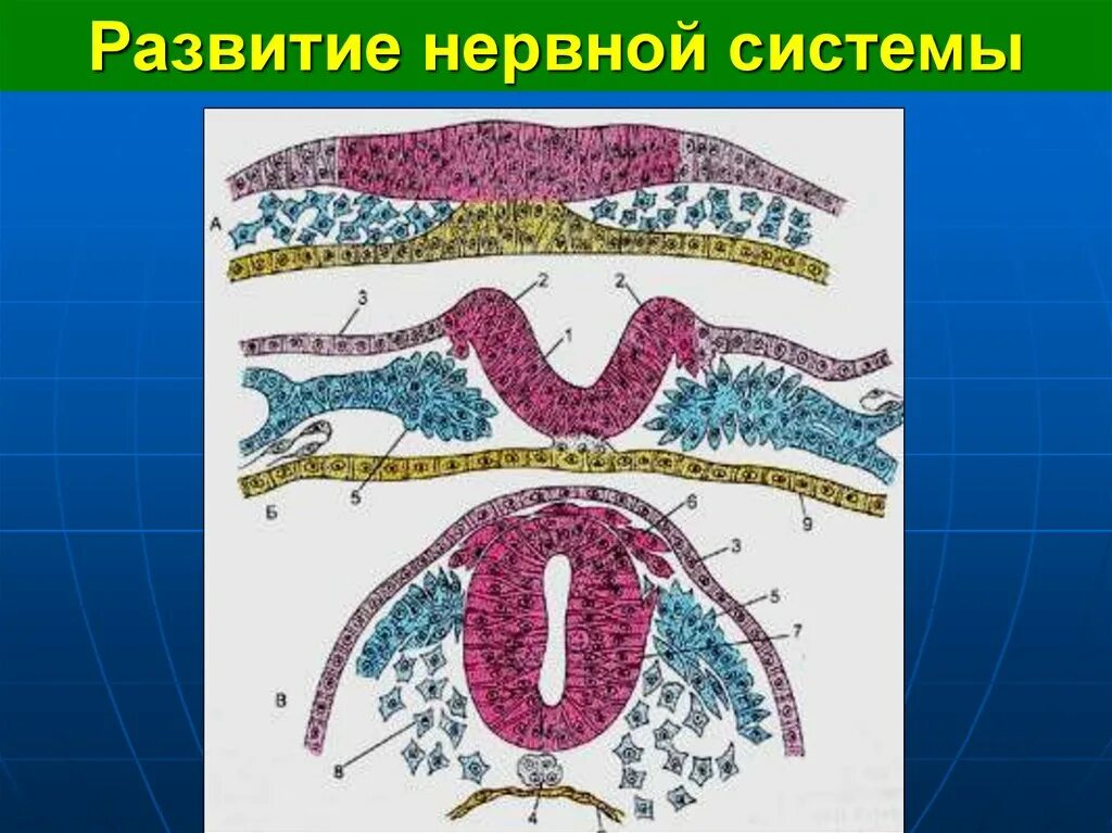 Развитие нервной системы и поведения. Развитие нервной сисит. Схема развития нервной системы. Источники развития нервной системы человека. Ранние стадии развития нервной системы человека.