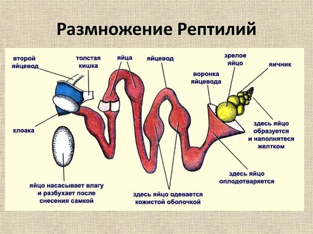 Строение размножения пресмыкающихся