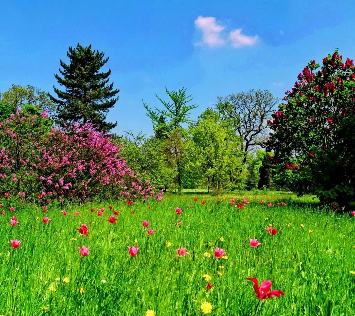 Красивая природа поляна. Летняя природа. Полянка с цветами. Красивое лето. Летний пейзаж.