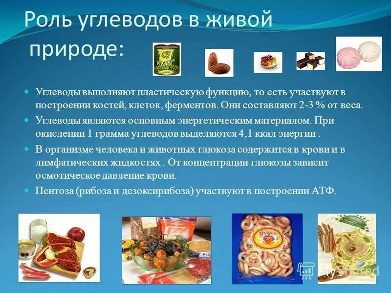 Какие функции выполняют углеводы в организме животных. Какие функции выполняют углеводы в организме животных