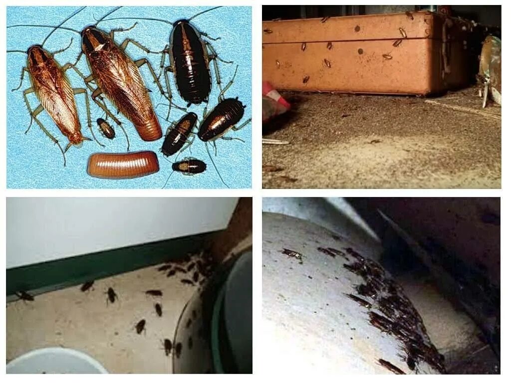 Домашние насекомые разводит человек. Гнездо таракана Прусака. Тараканы прусаки клопы. Тараканы в квартире. Тараканы дома.