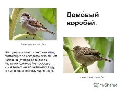 Домовый воробей морфологический критерий