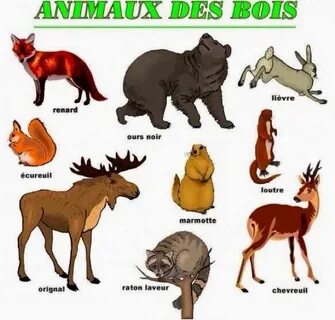 Des animaux