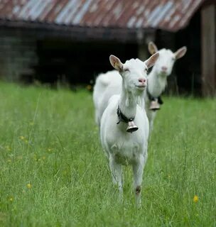Real goat