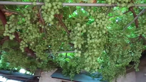 Чудо виноград