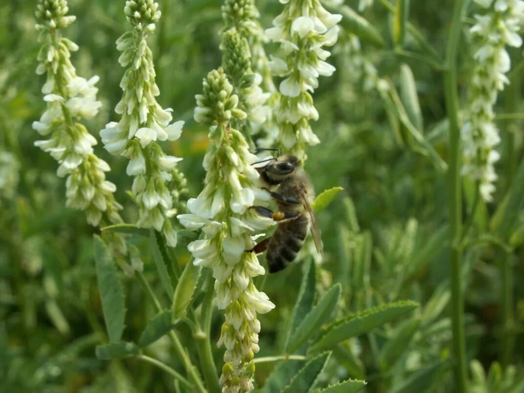 донник однолетний. донник. цветок донник белый. донник белый. цветок донник белый.