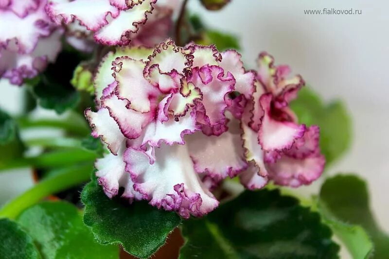 Фиалка тонкая работа. Ав тонкая работа спорт фиалка. Фиалка тонкая работа. Фиалка ав тонкая работа. Фиалка с тонкие кружева.