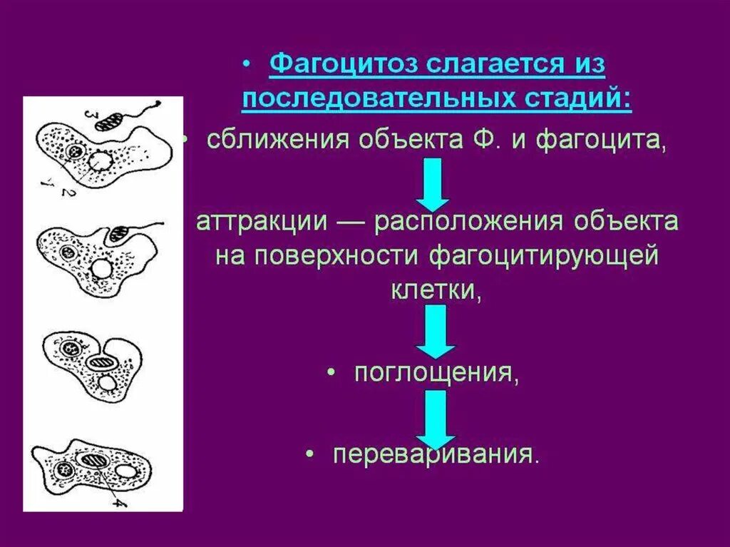 Три последовательные стадии фагоцитоза функции. Стадии фагоцитоза. Процесс фагоцитоза стадии.