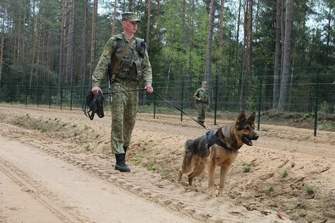 Органы пограничной службы республики беларусь