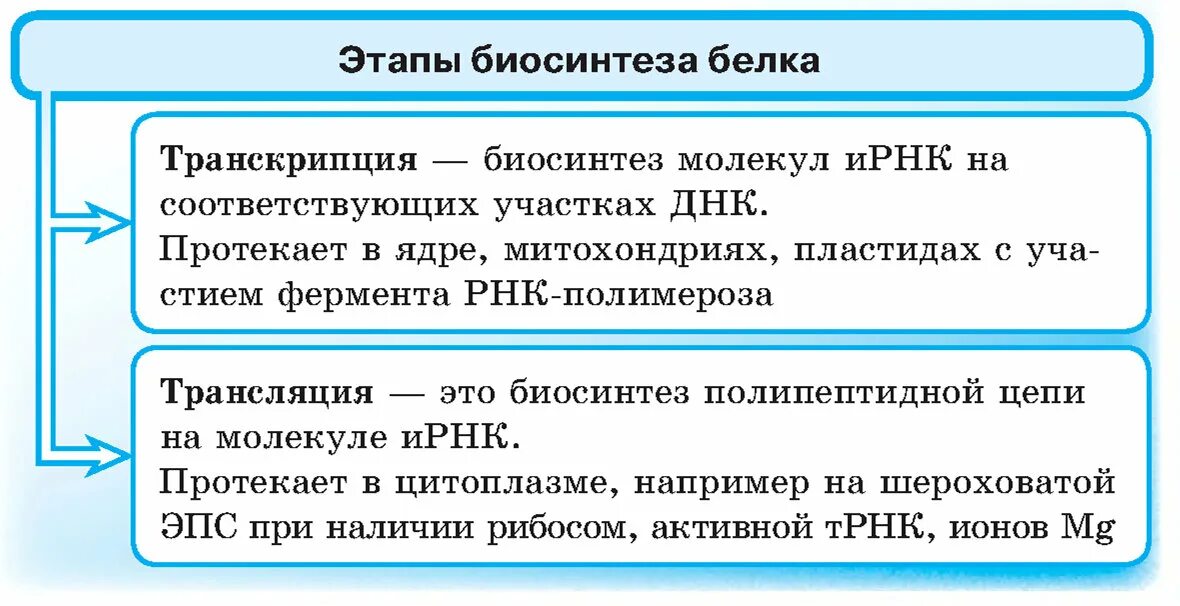 Транскрипция егэ. Биосинтез белка транскрипция и трансляция таблица. этапы транскрипции белка. этапы биосинтеза белка транскрипция и трансляция. этапы транскрипции и трансляции.