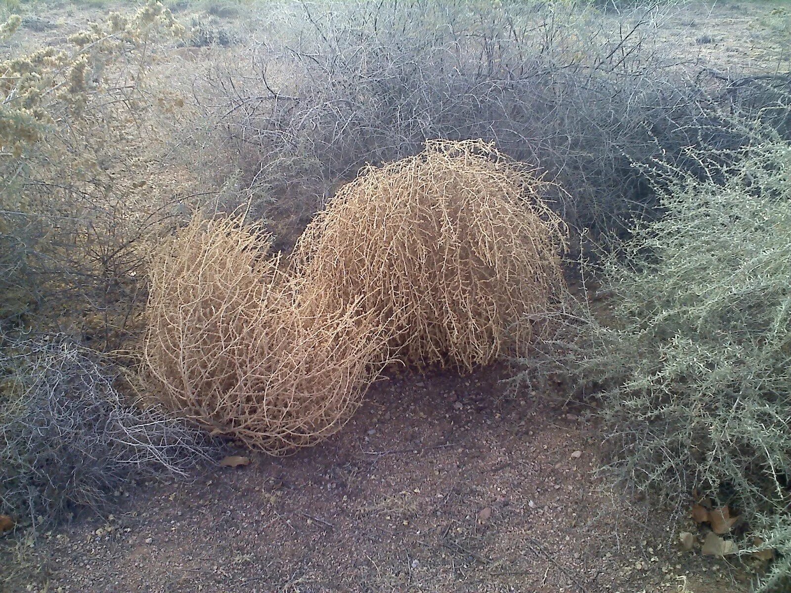 Перекати. Растения пустыни перекати поле. Перекати поле 2. Перекати перекати поле. Пустыня катиться.