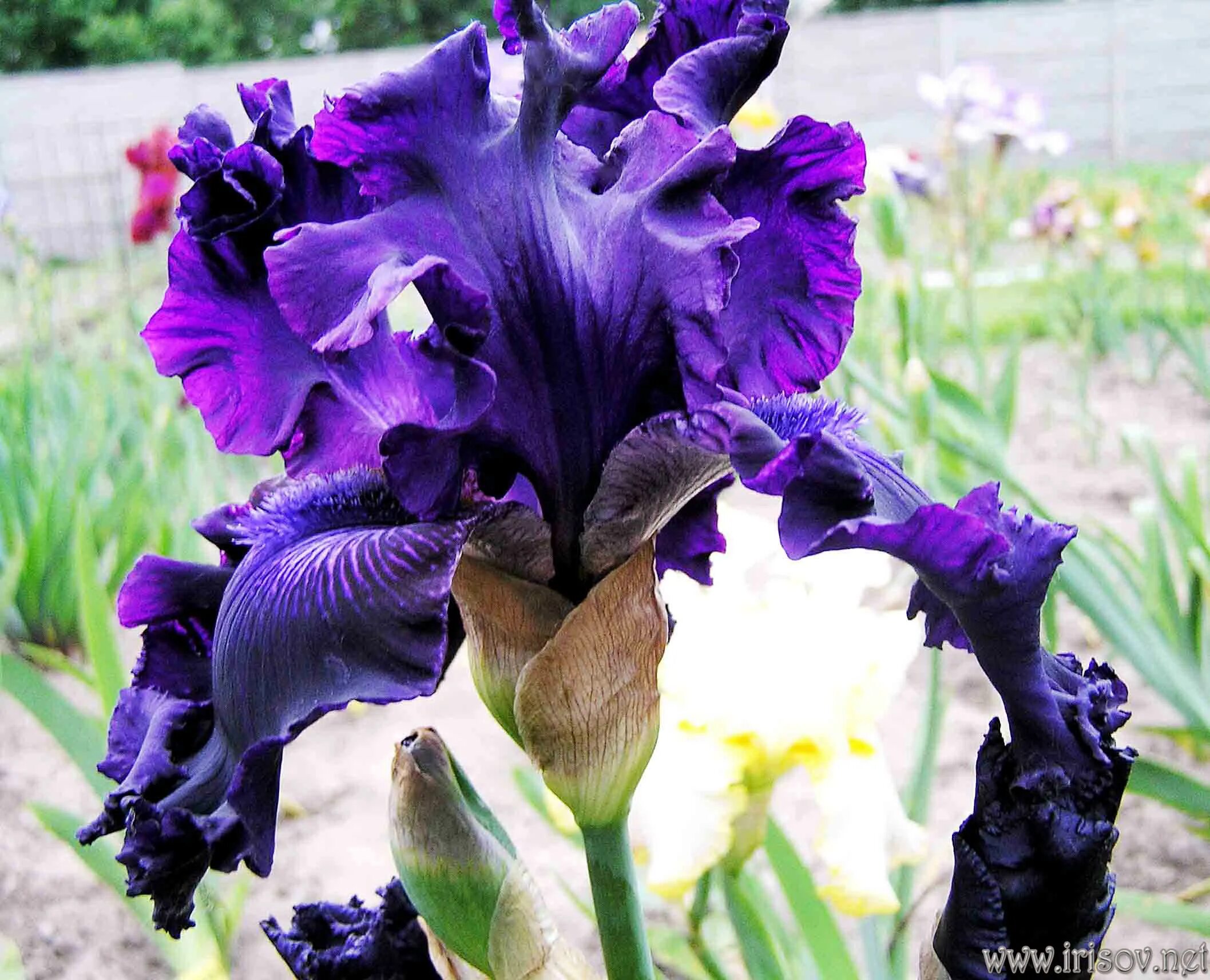 ирис star surge. Sutton 2012). 93 undercurrent ирис. ирис ring around rosie. ирис семейные.