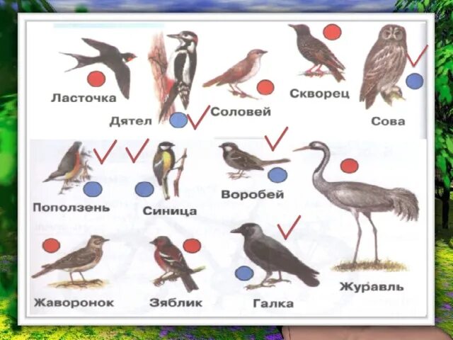 Где зимуют птицы 1 класс окружающий мир школа России рабочая тетрадь. Перелётные птицы и зимующие птицы 1 класс окружающий мир. Перелетные и зимующие птицы 1 класс окружающий мир рабочая тетрадь. Где зимуют птицы 1 класс окружающий мир рабочая тетрадь.