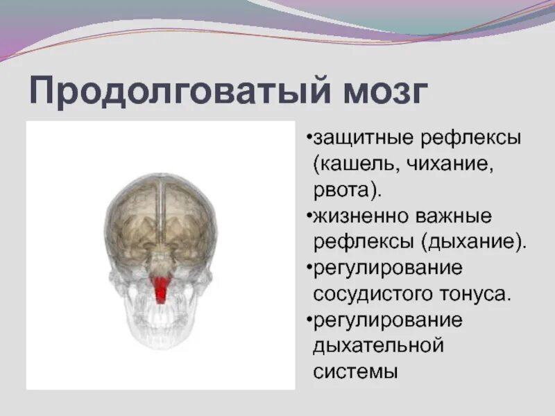 Защитные рефлексы продолговатого мозга. Продолговатый мозг Чихательный рефлекс. Центр защитных рефлексов продолговатого мозга. Рвотный рефлекс продолговатого мозга. Кашель и чихание какой отдел мозга