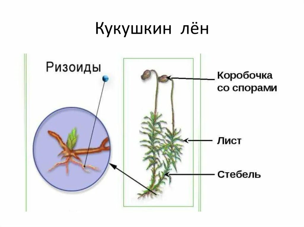 Органы строение мха. Ризоиды Кукушкин лен. Зелёный мох Кукушкин лён строение. Мох Кукушкин лен ризоиды. Строение мха Кукушкин лен.