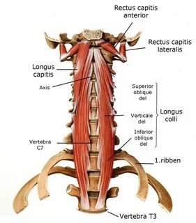 Capitis латынь