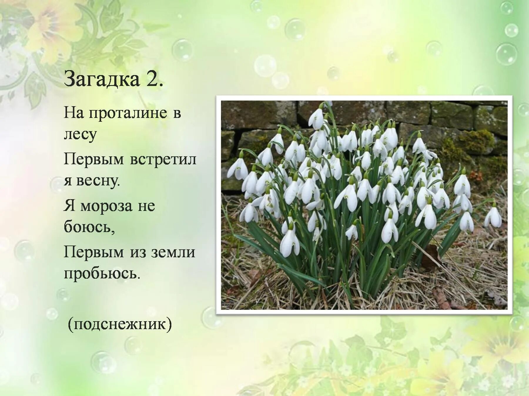 Загадка про Подснежник. Загадка про Подснежник для дошкольников. Загадки про проталины. Загадка про подснежник для детей