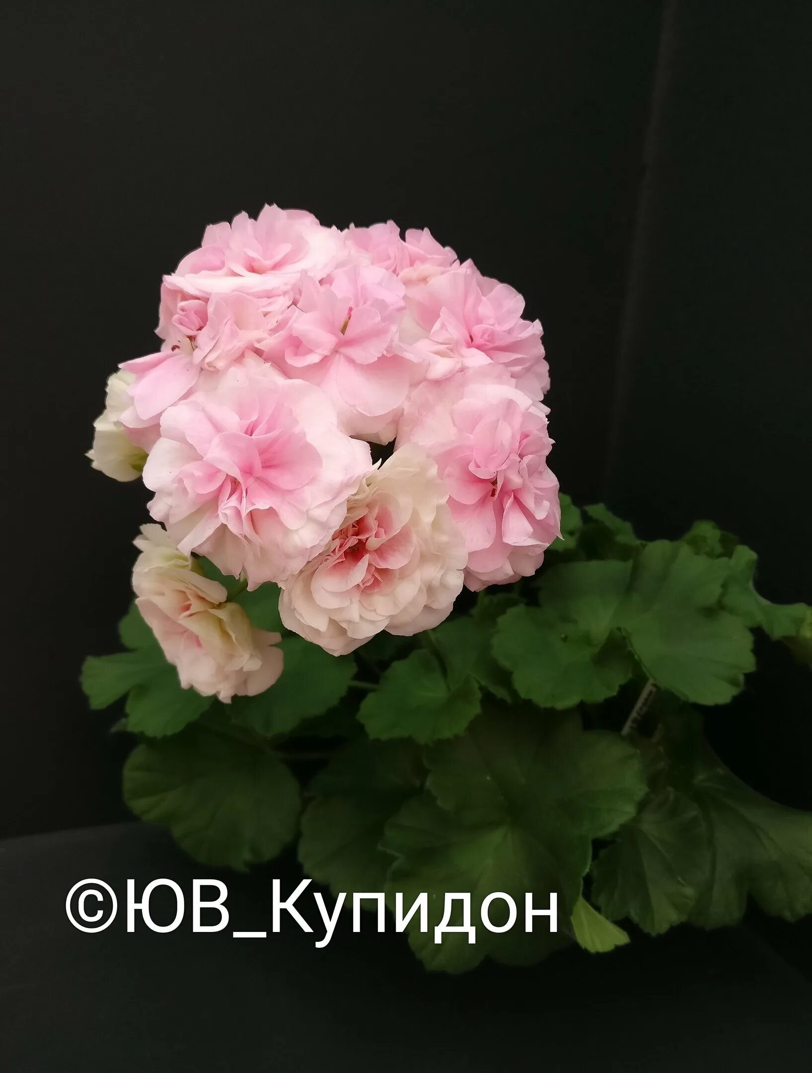 Пеларгония купидон рапунцель. Юв рапунцель пеларгония. Пеларгония купидон. Юв купидон. Пеларгония купидон.