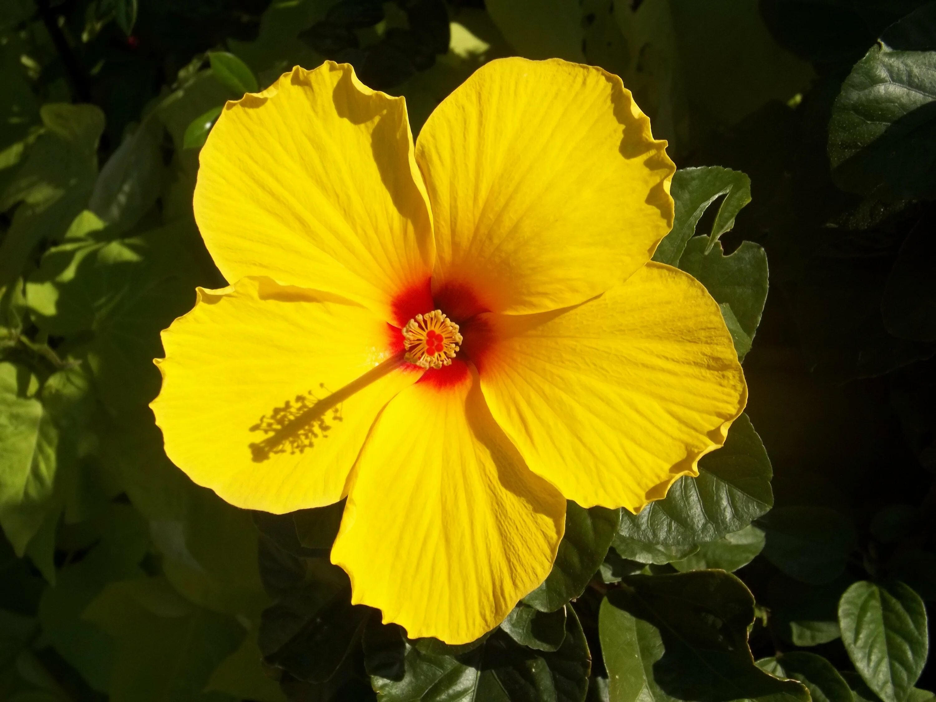 Желтый комнатный цветок название. Гибискус Еллоу. Гибискус Rosa sinensis. Гибискус Гавайский желтый. Hibiscus Rosa-sinensis Yellow.