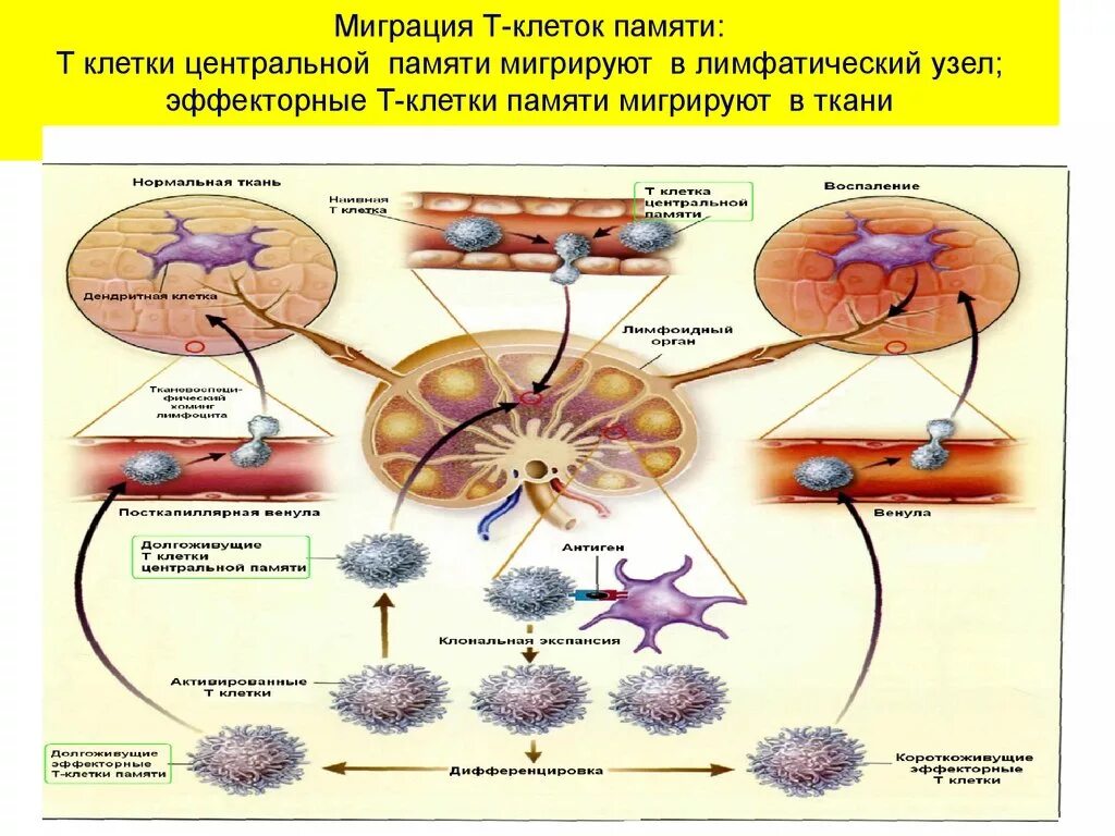 Т клетки образуются. Т клетки памяти иммунология. Т клетки иммунологической памяти это. Иммунологическая память иммунология в и т клетки. Т клетки иммунной памяти функция.