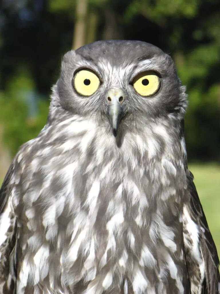 в смысле. удивленная сова. сыч и ушастая сова. удивленная сова. сова удивление.