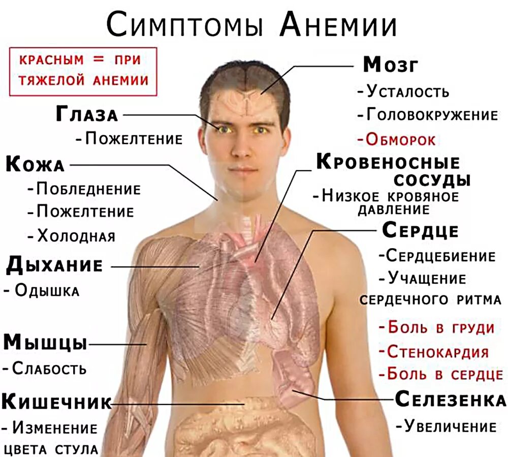 Заболевания могут быть и симптомы. Симптомы малокровия у подростков.