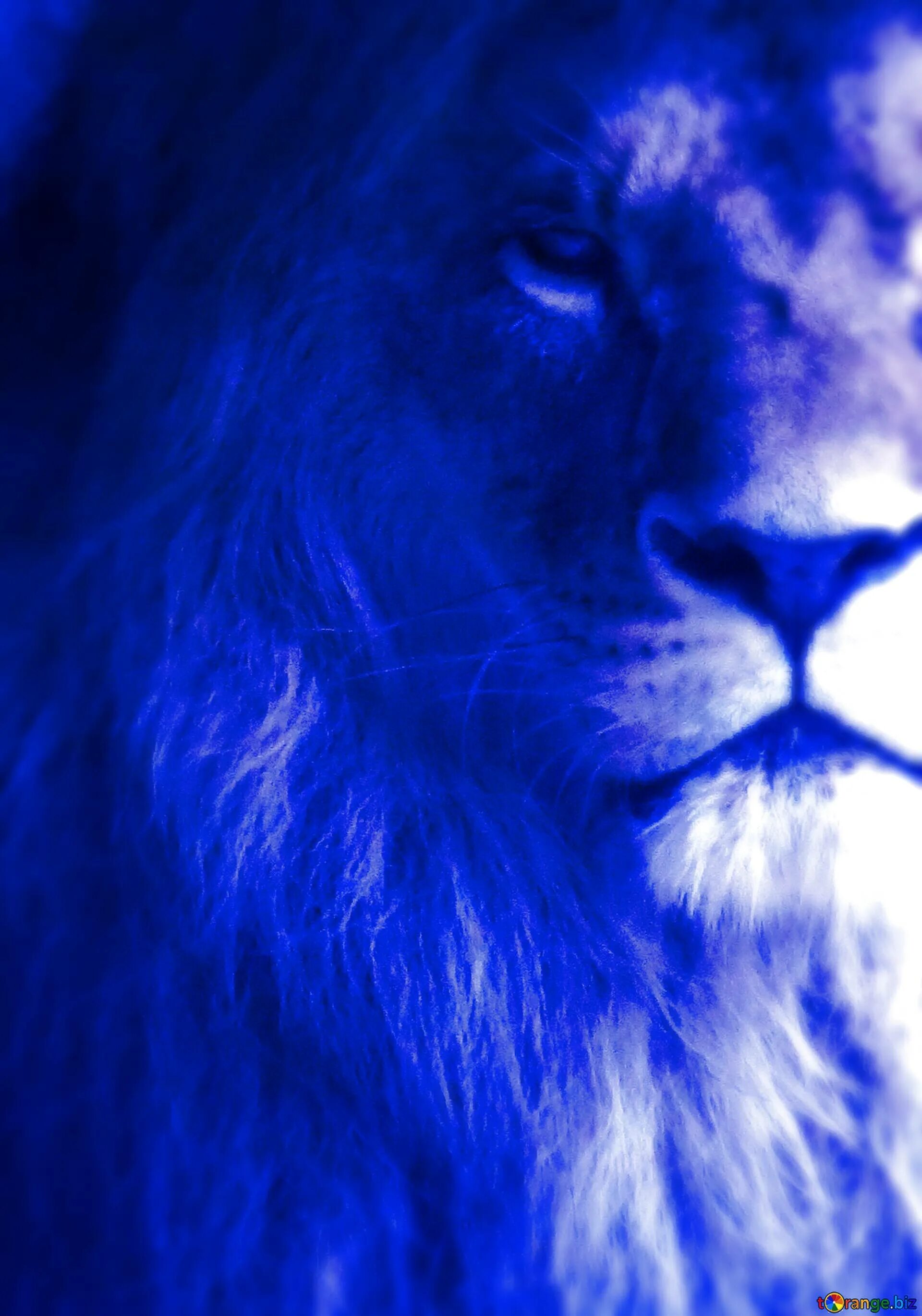 Pin by Cosmonauta Espacial Duro Ama on Leones voltaje Animal art, Animals, Art