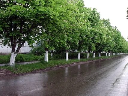 Новомичуринское городское поселение