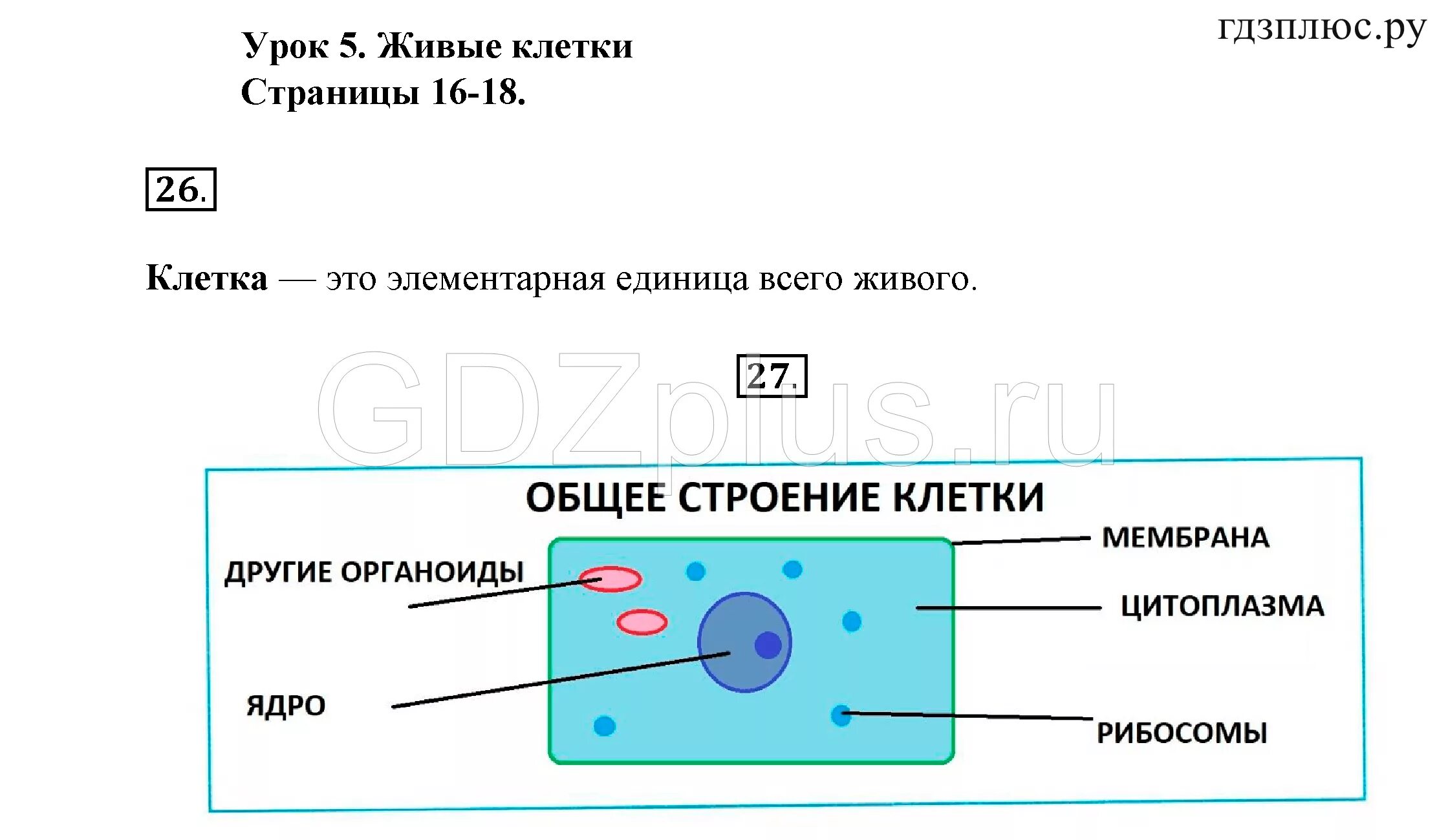 Биология 5 класс конспект. Конспекты по биологии за 5 класс. Лаборатория по биологии 5 класс строение клетки. Биология 5 класс рабочая тетрадь клетка. Биология 5 класс стр 16 ответы